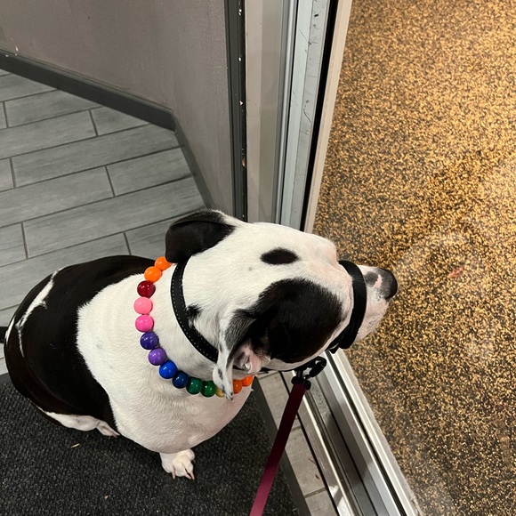 Handcrafted Beaded Dog Collar - Rainbow Collar - Picture 3 of 11